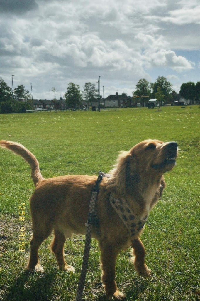 Cocker Spaniel for a good home