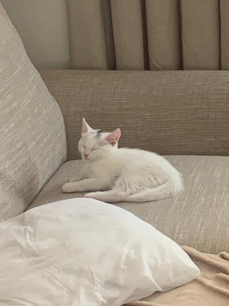 Turkish Angora Kitten 