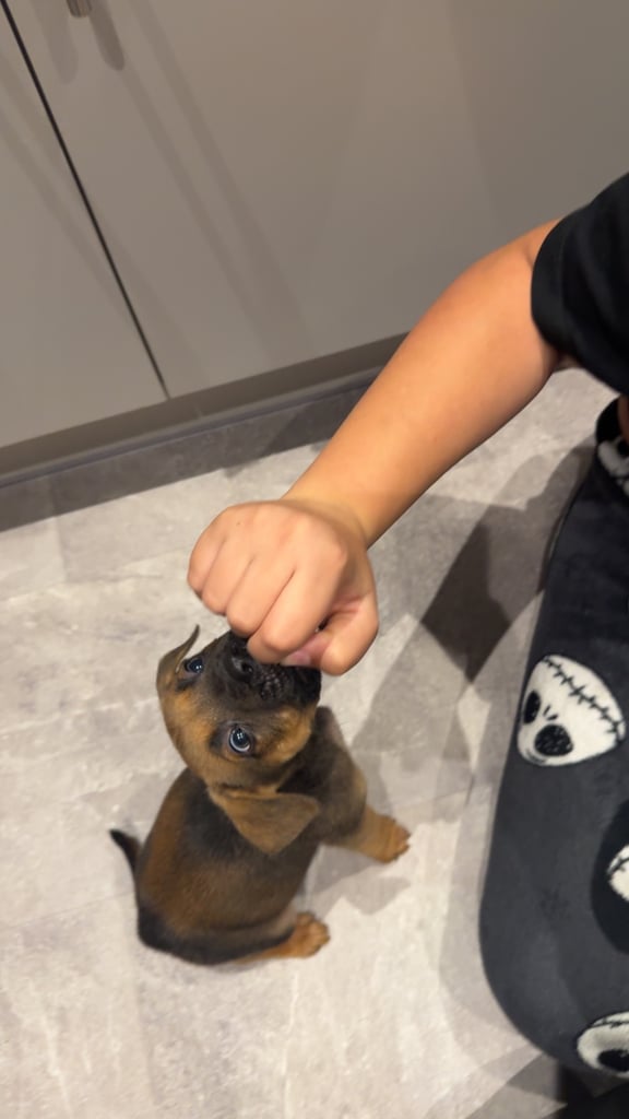 image for Puppy staff cross