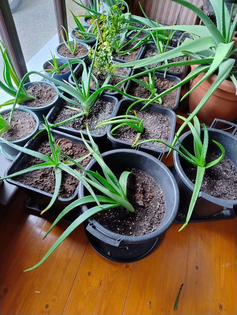 Variety of Aloe Vera Plants