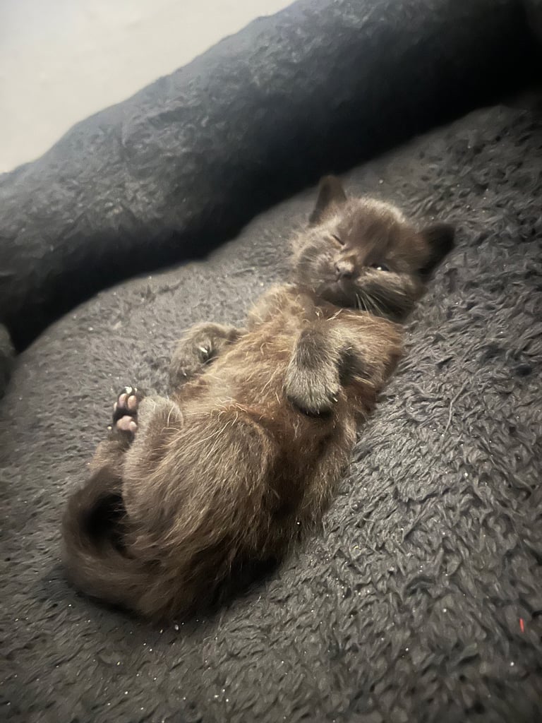 image for 3 beautiful little black 🐱 kittens 