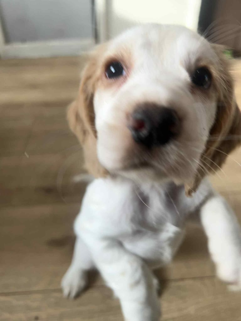 Cocker spaniel pup