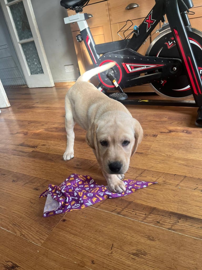 Labrador Pedigree Puppy / dog ONLY 1 sweet male left!!