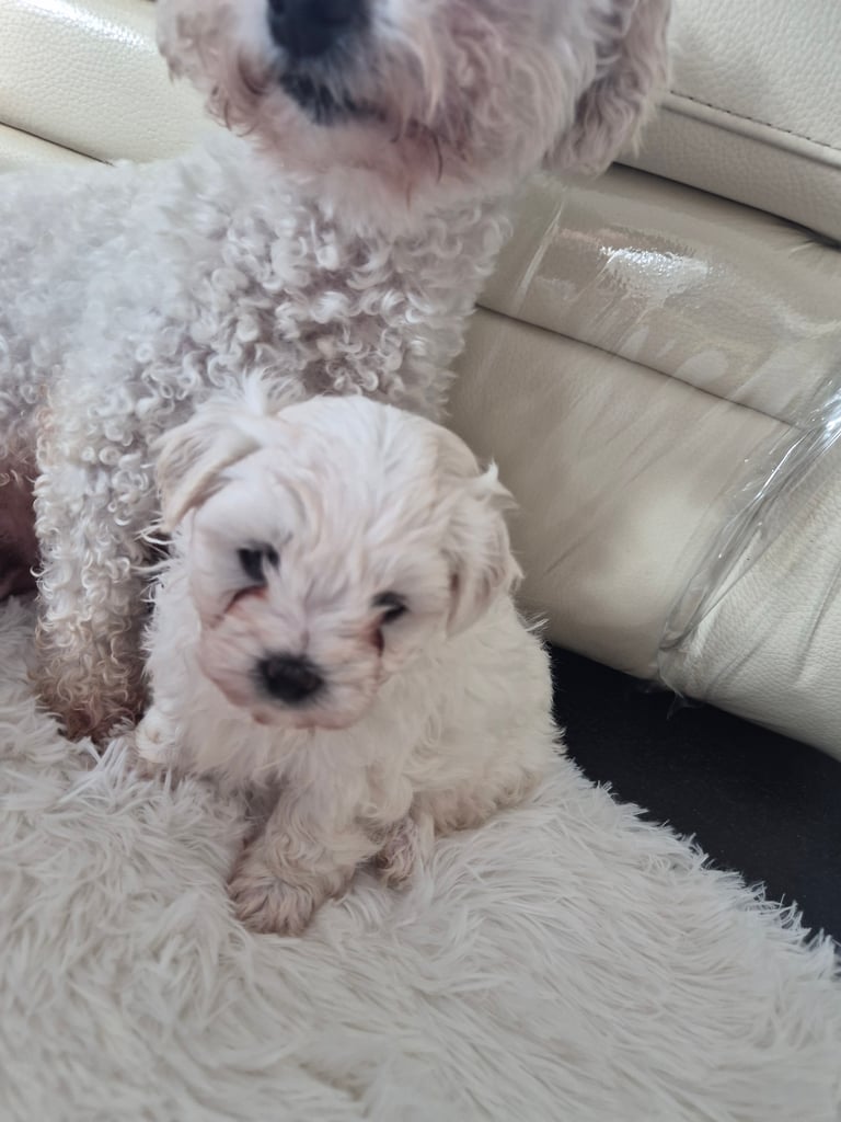 Beautiful little puppies bejan freeze mountains 