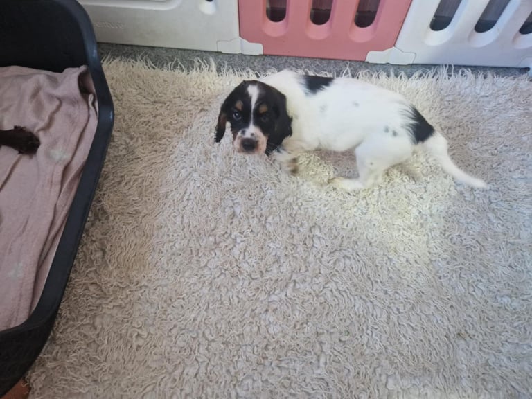 2 wee boy Puppies for sale