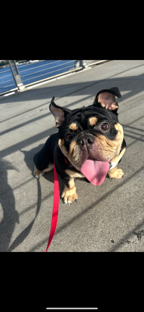 Black and Tan English bulldog 