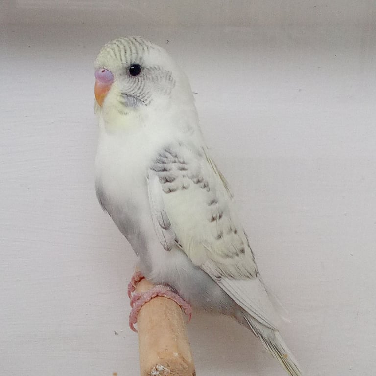 Nice young budgies for sale 