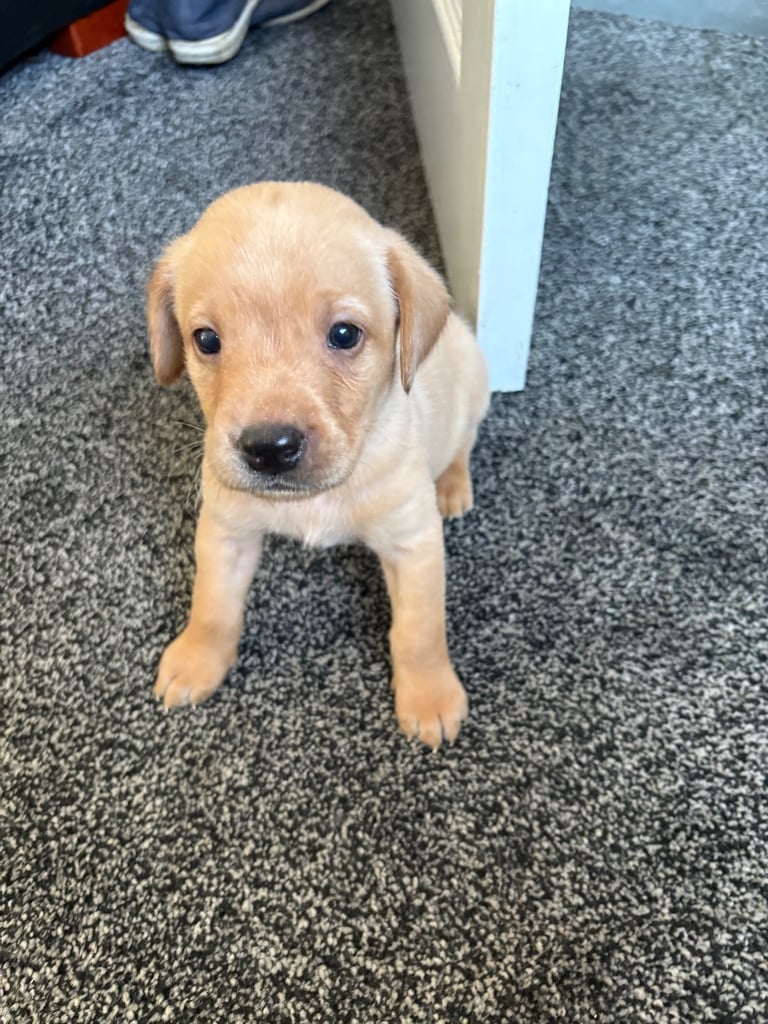 Labrador pups 