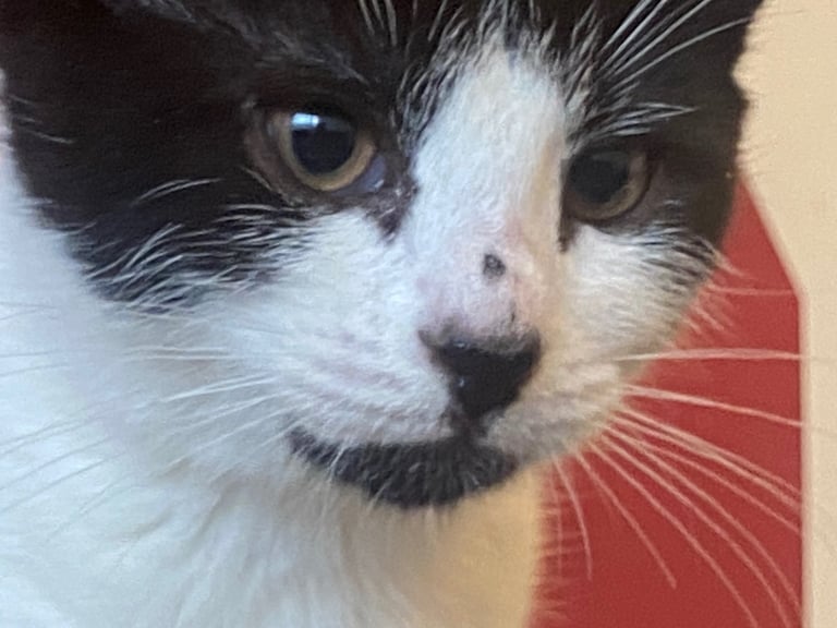 For kittens Ready for rehoming