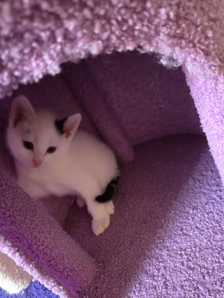 4 beautiful kittens ready for there new home