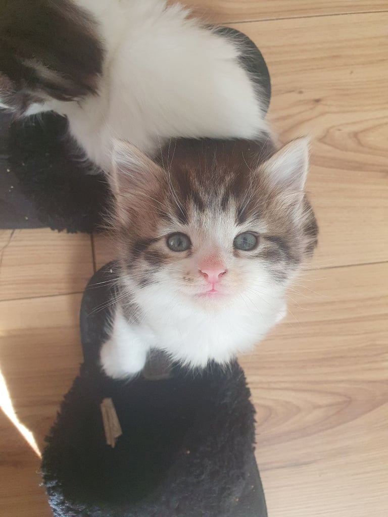 Fluffy kittens (1 female left)