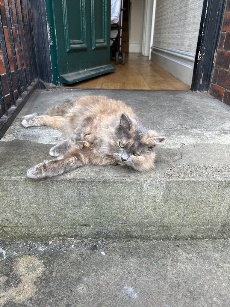 Female she is over 2 years old she looks here cuddles 