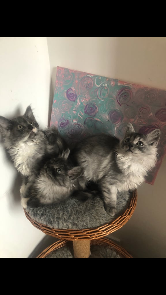 Norweigan Forest Kittens