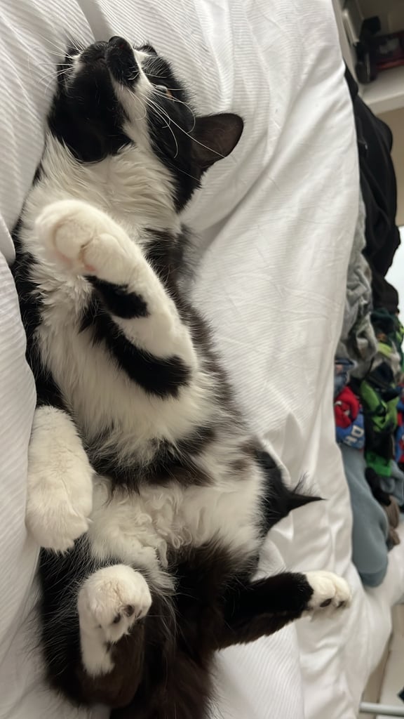 7 months old kittens 