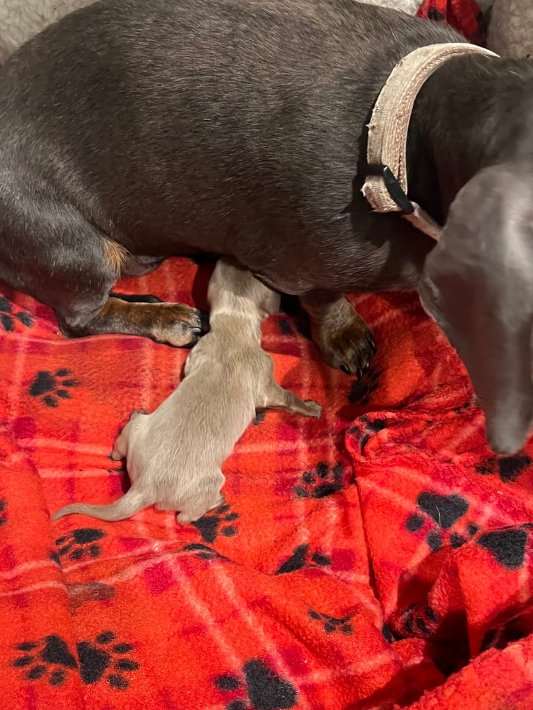Dachshund miniature puppies 