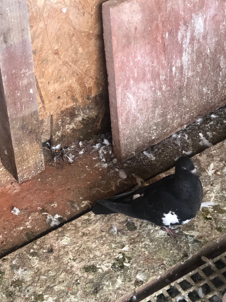 Pigeon 