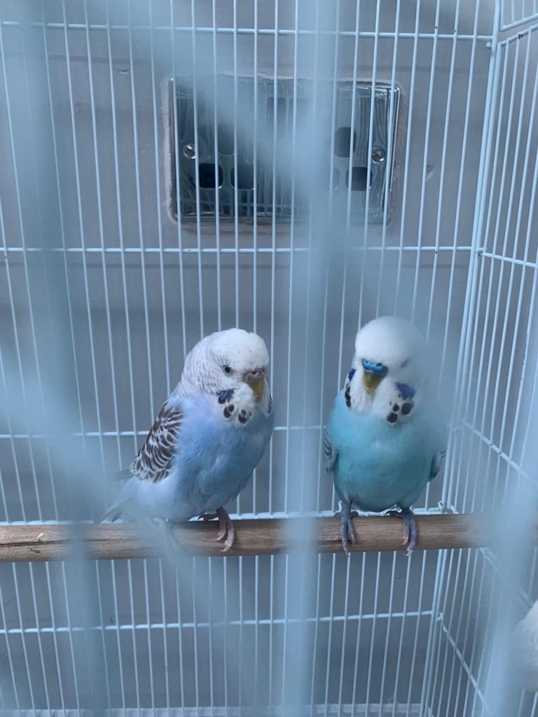 Budgies for sale 
