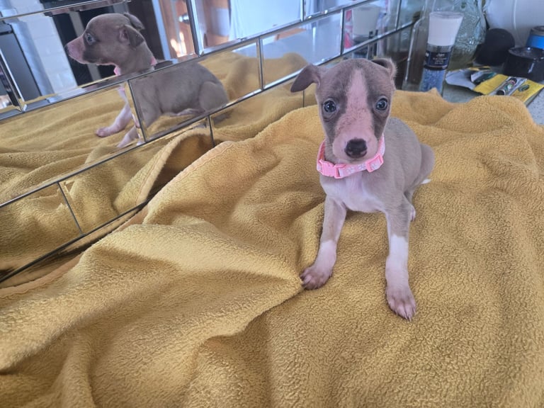 Whippet pups for sale 