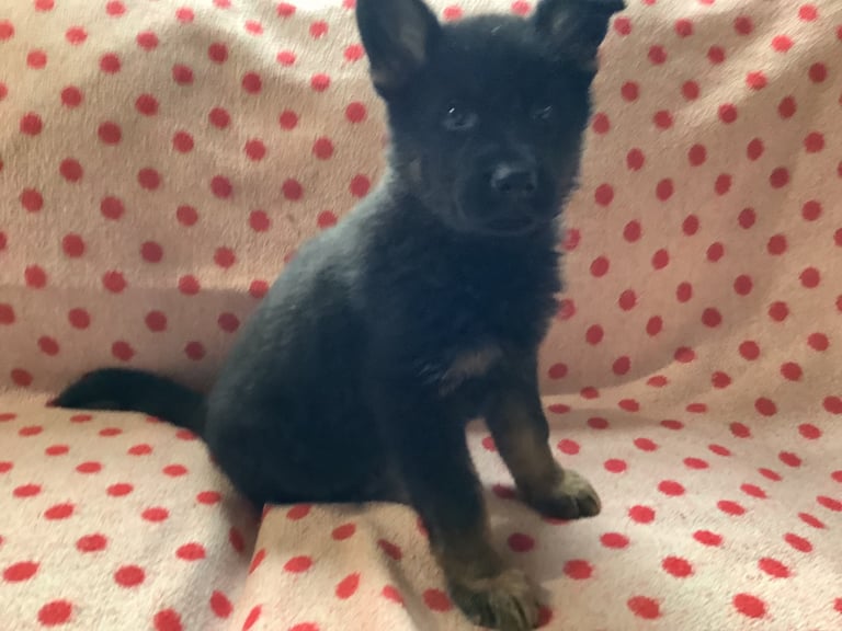 Stunning german Shepard puppies . Ready to leave now. 
