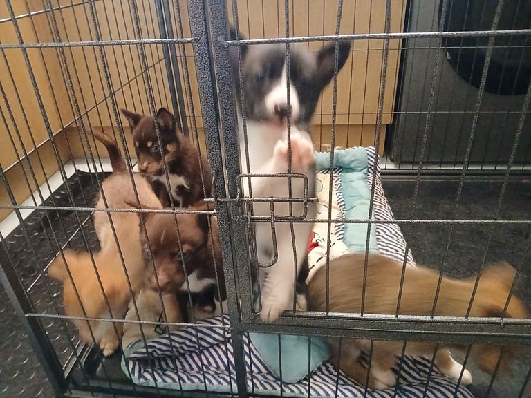 Mum is a husky collie cross dad is a malamute husky cross 