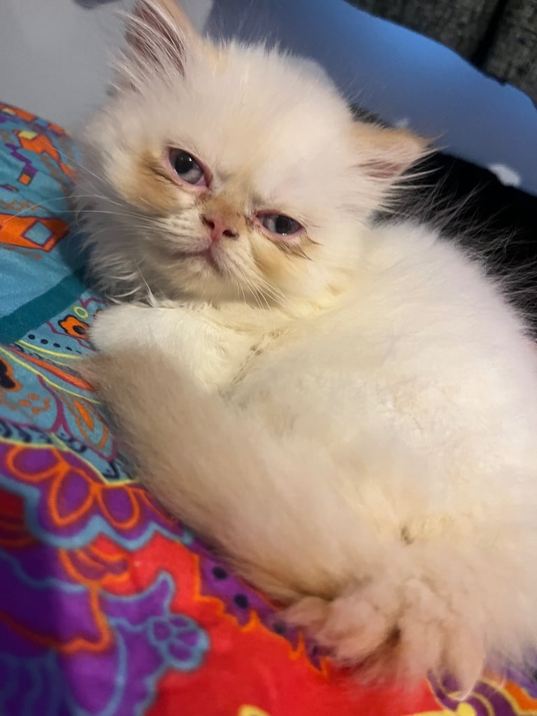 Flame point exotic Persian rare colouring 