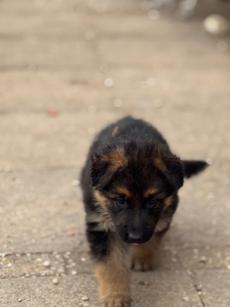 4 x bitches ready 1 week! 21/10/25 gsd pups German shepherd puppies! Lovely temperments! 