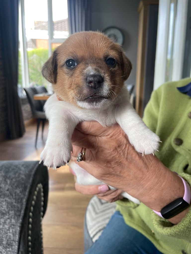 Jack Russell Pups