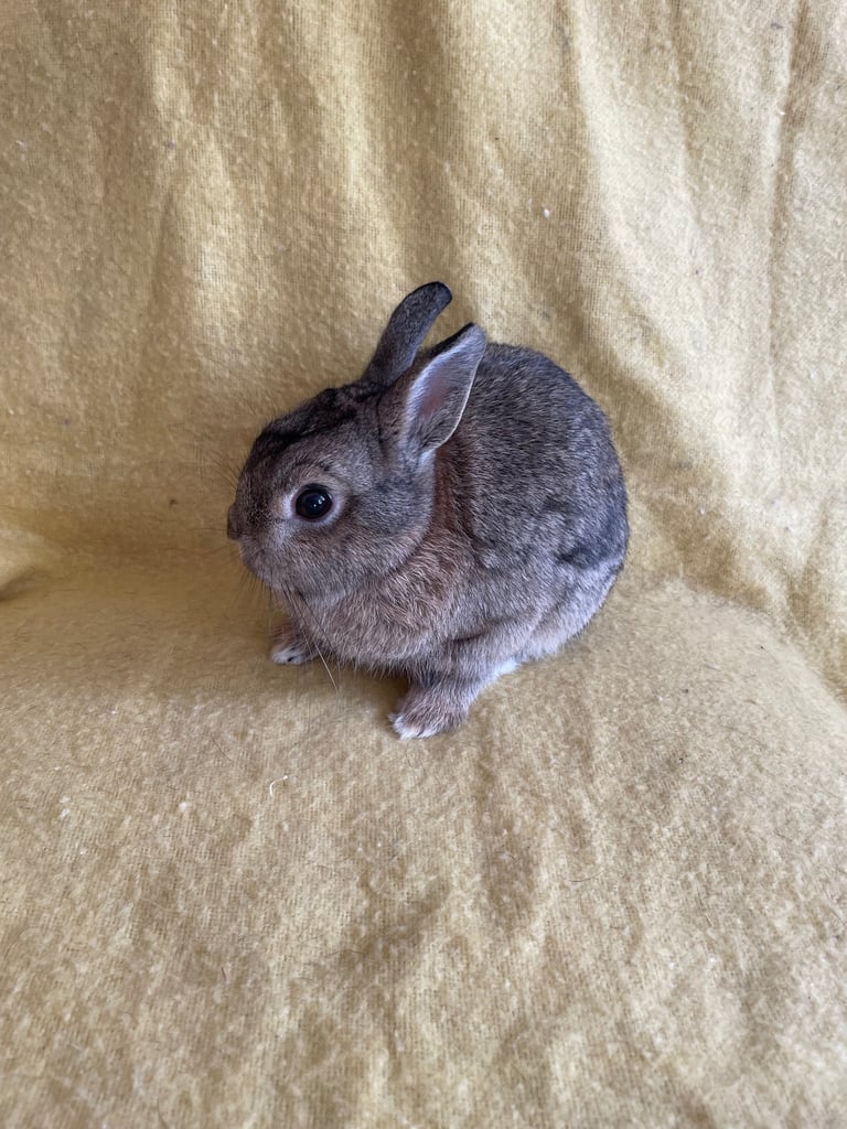 Rabbit Netherland dwarf male