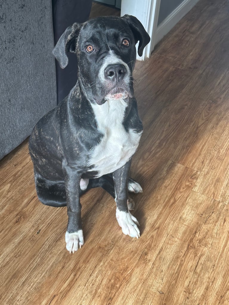 Cane Corso x Presa Canario