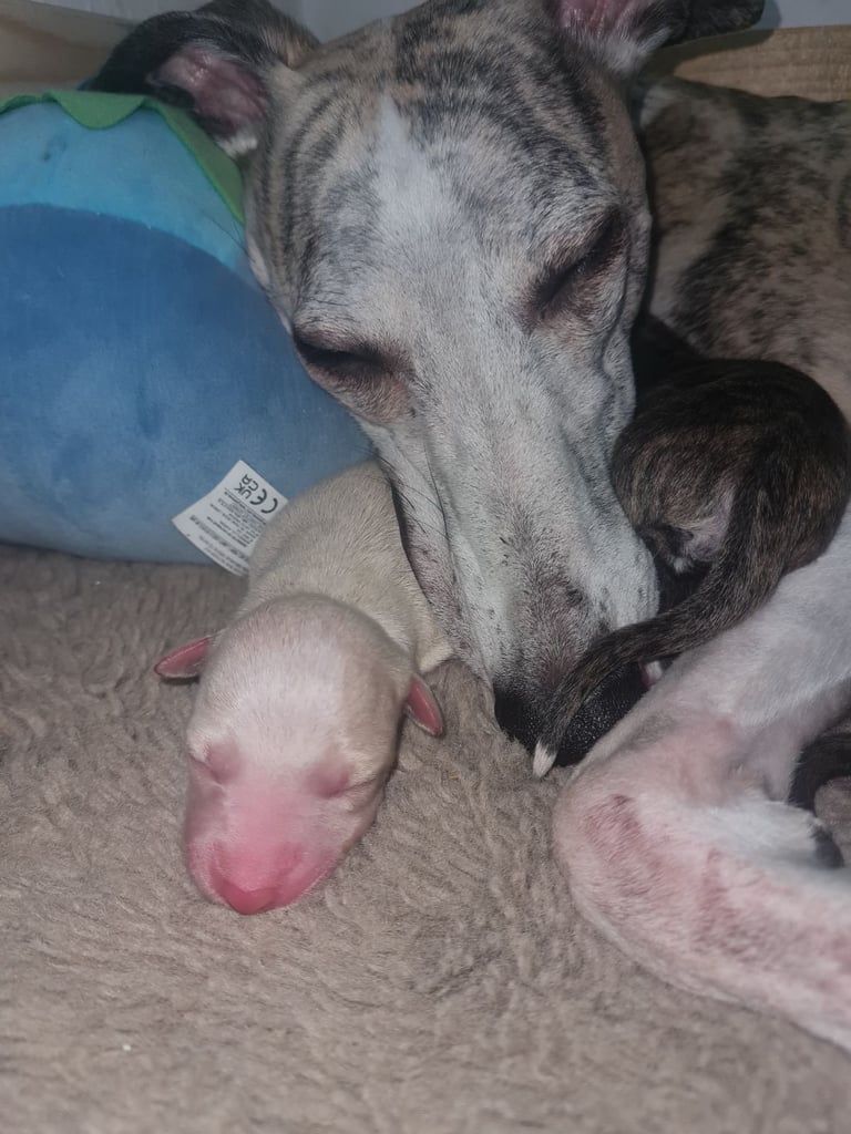 Full Pedigree Whippet Puppies