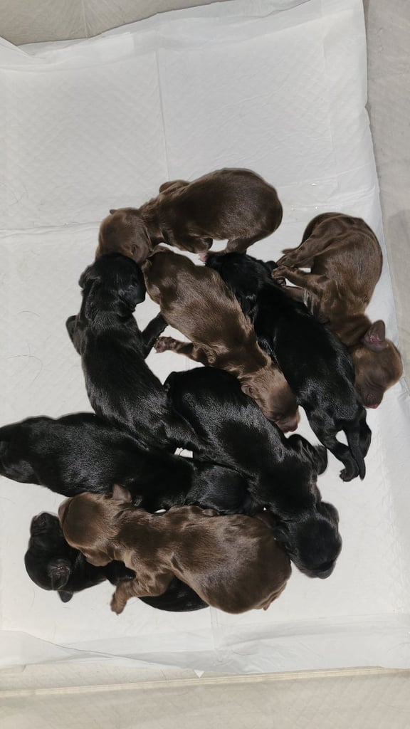 Cocker Spaniel Puppies🐕 Ready to leave December 1st🐕🎄💙💖