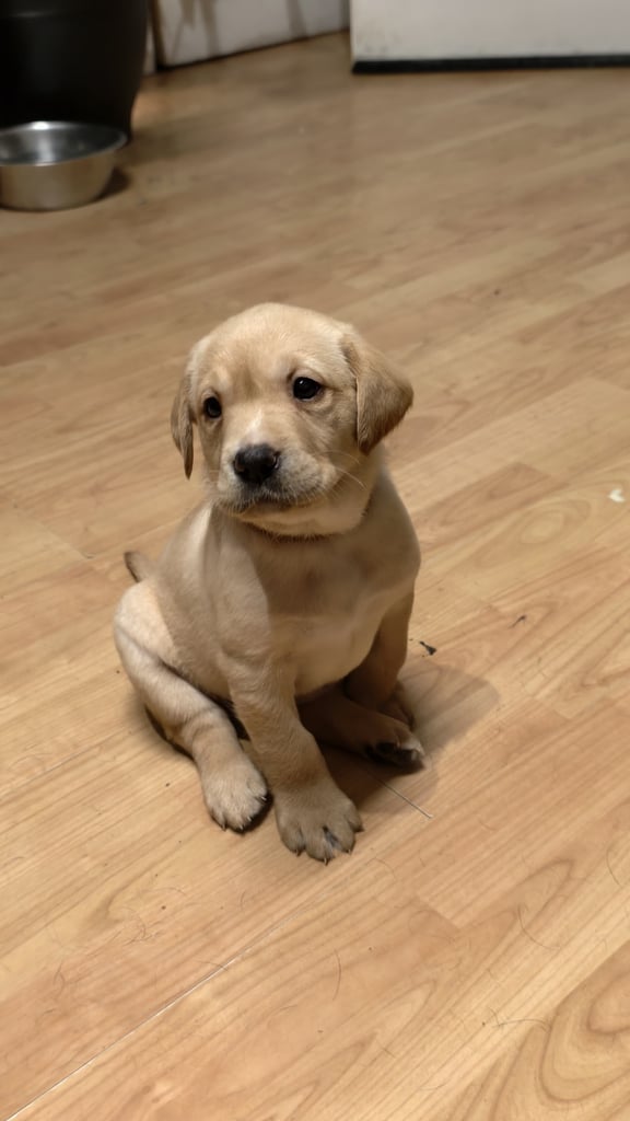 Labrador Pups - 3 black girls 