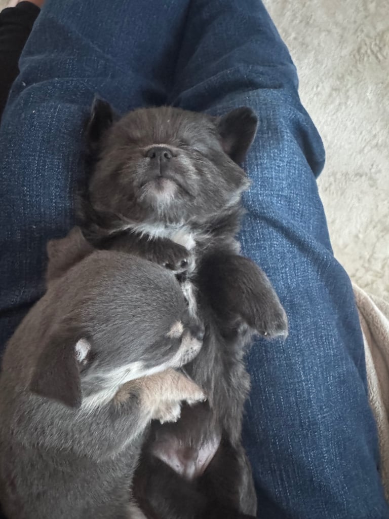 Beautiful Teddy Bear chihuahua looking for his forever home 