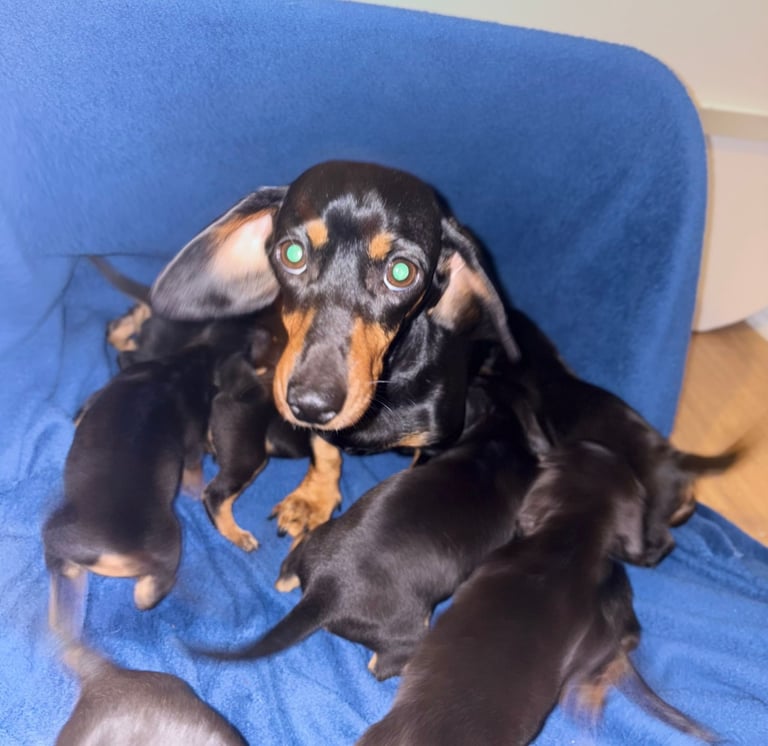 8 dachshund puppies 5girls 3boys