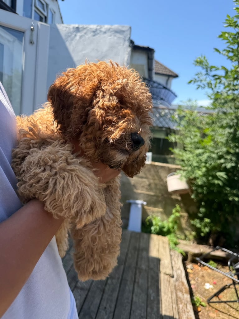 Cockapoo Male 8 Months 