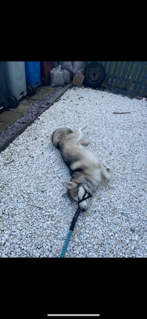 Siberian Husky for rehome
