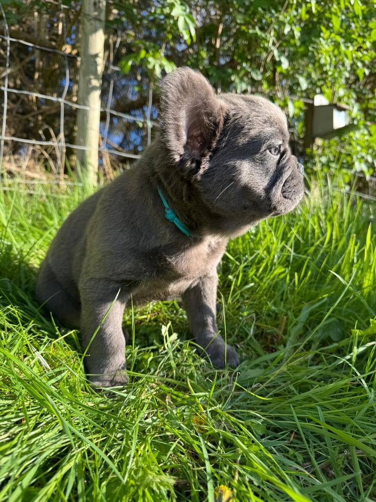 Fluffy Frenchie