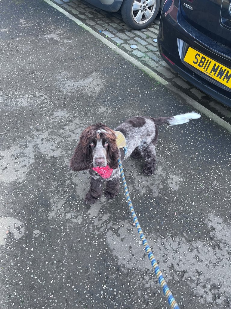 Beautiful KC Registered Show Cocker Spaniel – Chocolate Roan – 8 Months Old 