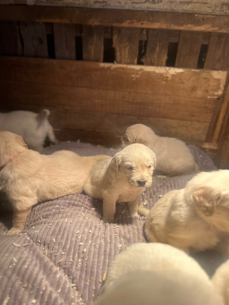 Golden retriever pups 