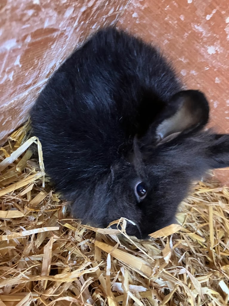 Baby rabbits for sale