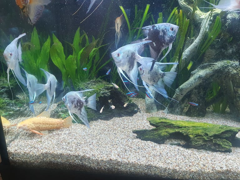 Angelfish for sale