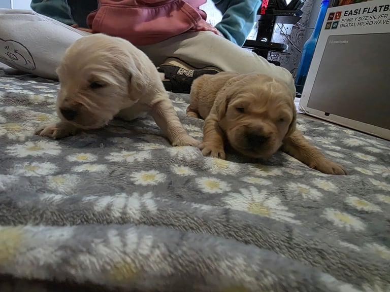 Golden retriever puppies 