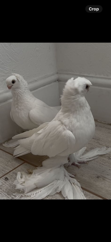 image for High quality pigeons