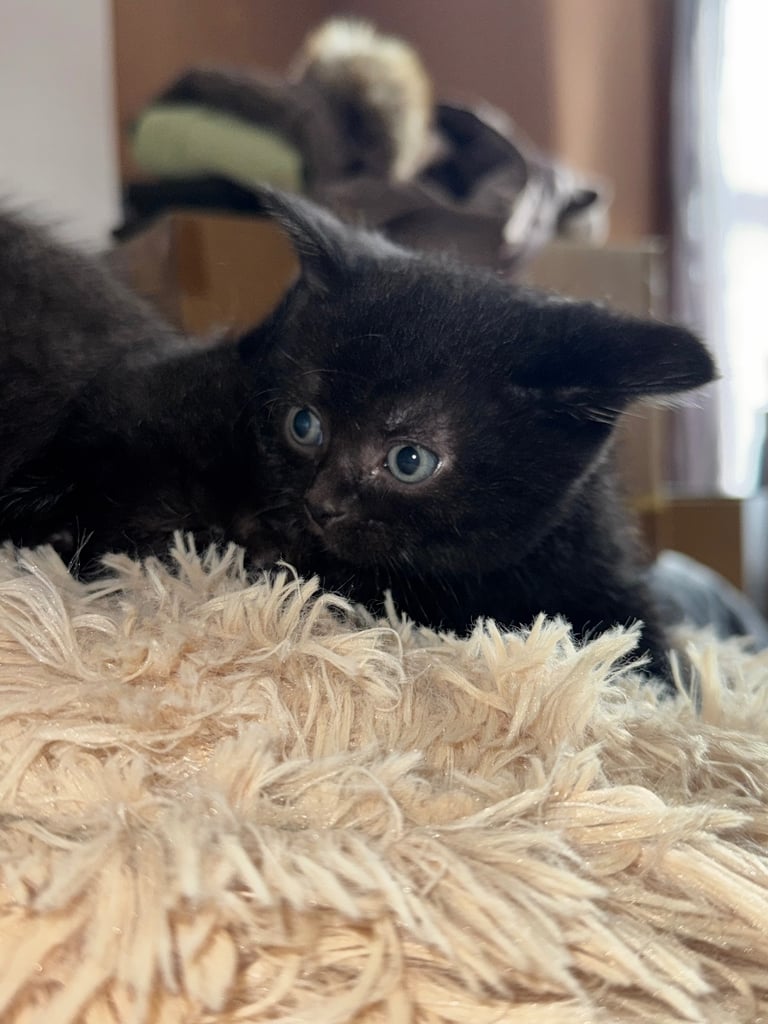 Black cats 