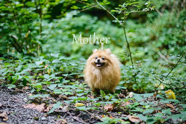 Pomeranian puppies - 2 boys