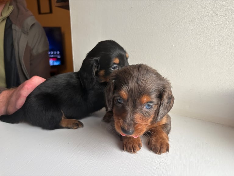 Long haired miniature dachshund puppies