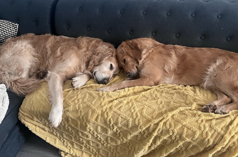 Purebred Golden Retriever Puppies