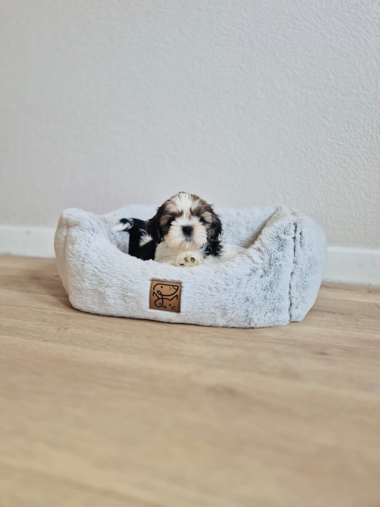 Shihtzu