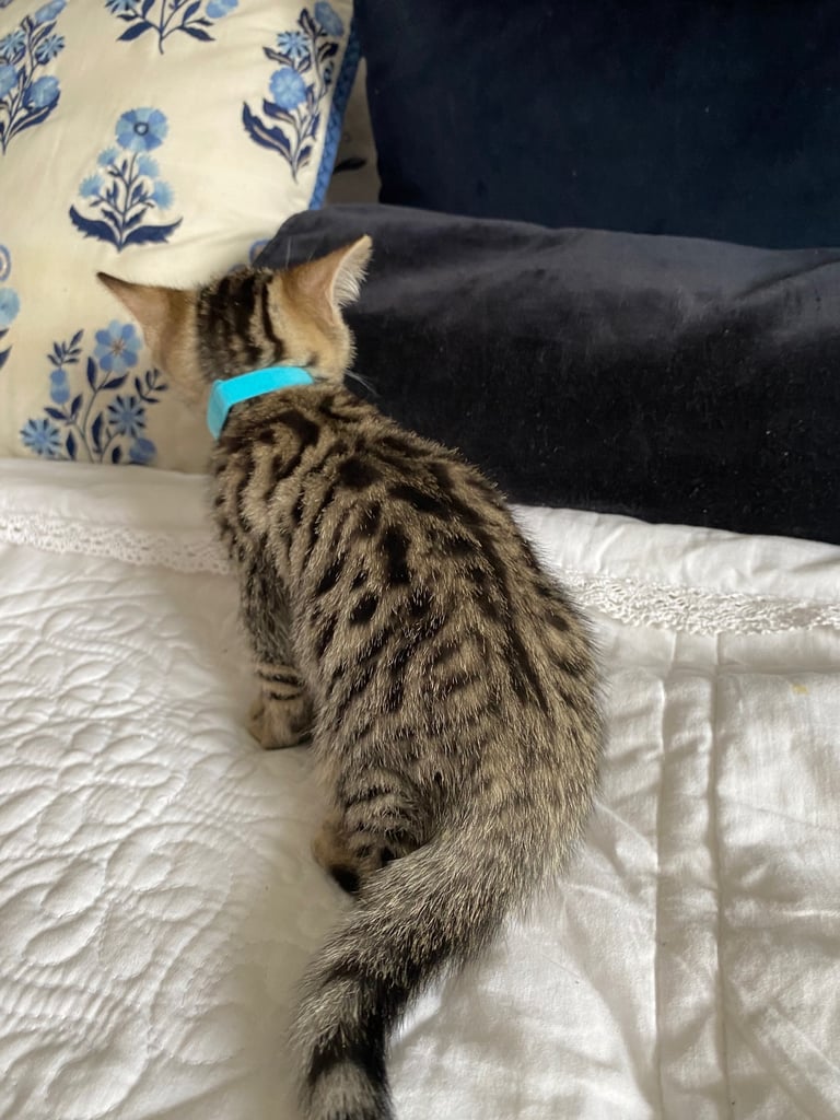 4 beautiful Bengal X kittens Boys £200
