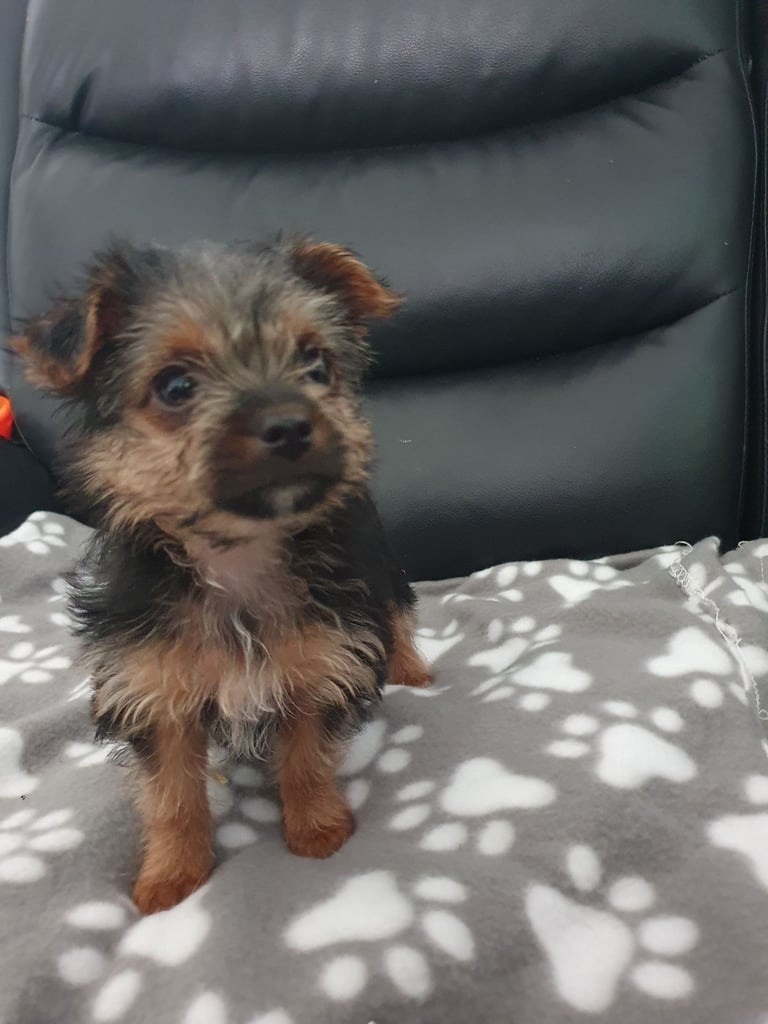 Chorkie 